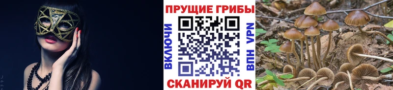 где можно купить   Среднеуральск  Псилоцибиновые грибы MAGIC MUSHROOMS 